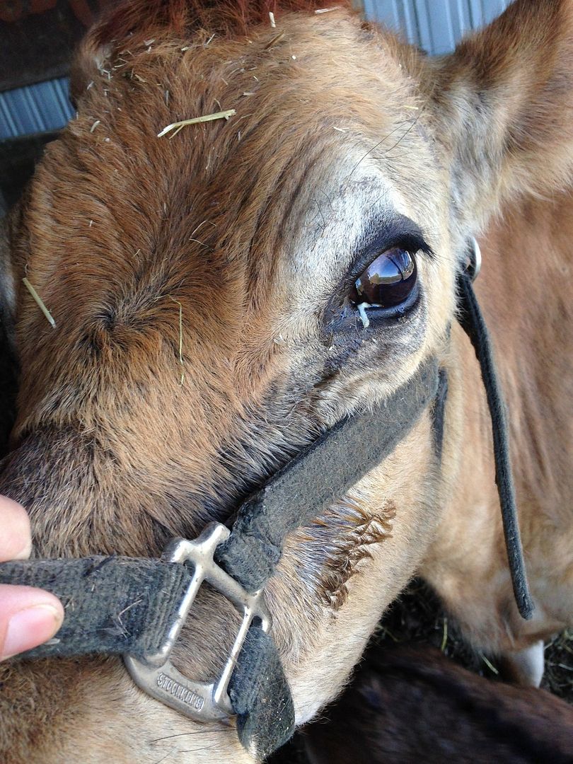 Watery eye treatment Keeping A Family Cow